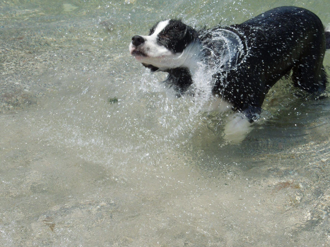 Brohard Paw Park-威尼斯必去景点