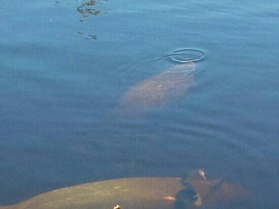 Manatee World-迈尔斯堡必去景点