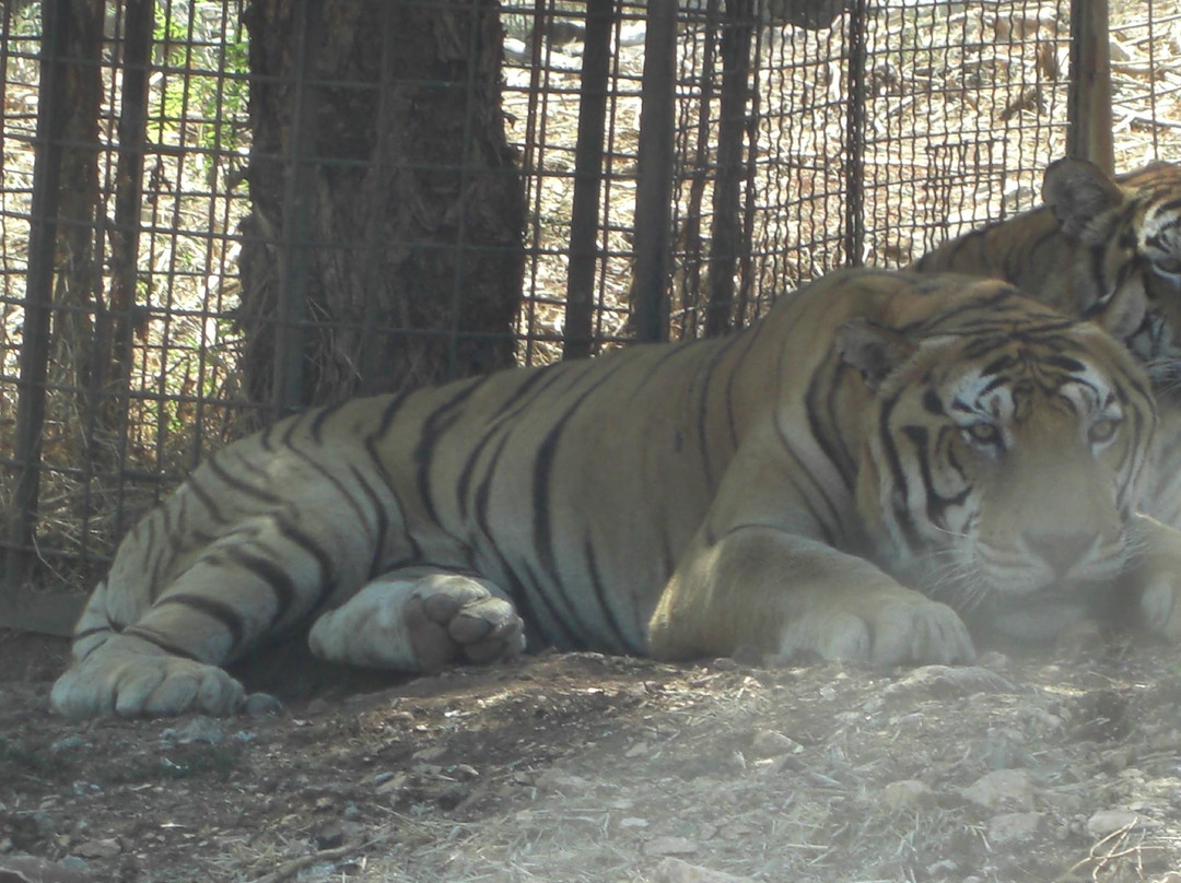 Zoosafari景点图片