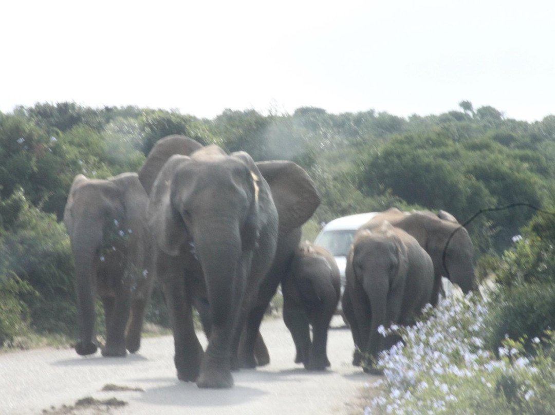 阿多大象国家公园-阿多必去景点