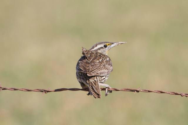 Cibola National Wildlife Refuge-尤马必去景点