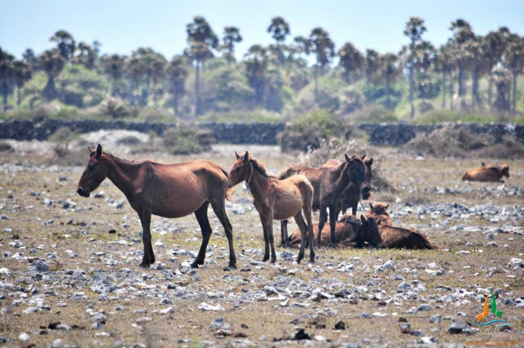Neduntheevu-贾夫纳必去景点