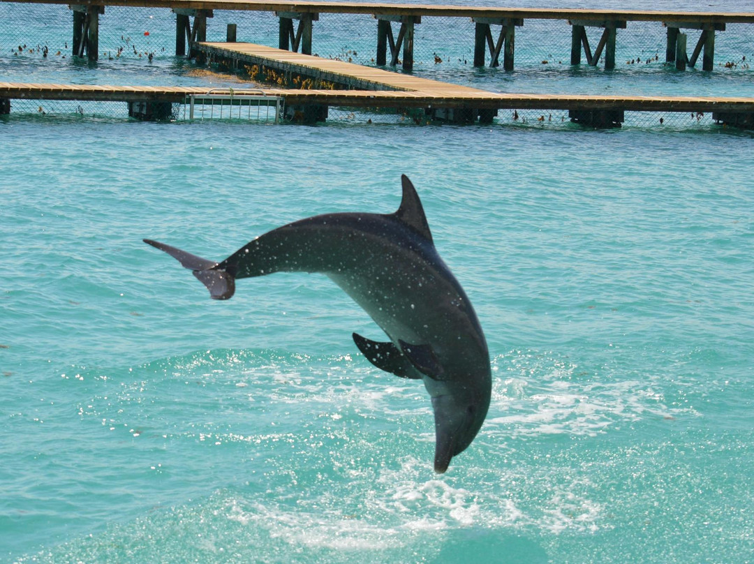 Dolphin Discovery Anguilla-Blowing Point必去景点