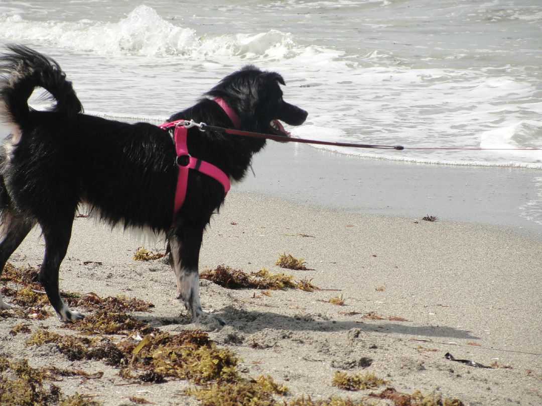 Brohard Paw Park-威尼斯必去景点