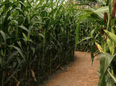 The Maize at The Pumpkin Patch-波特兰必去景点