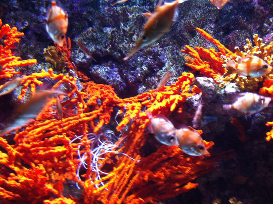 Istanbul Sea Life Aquarium-伊斯坦布尔必去景点