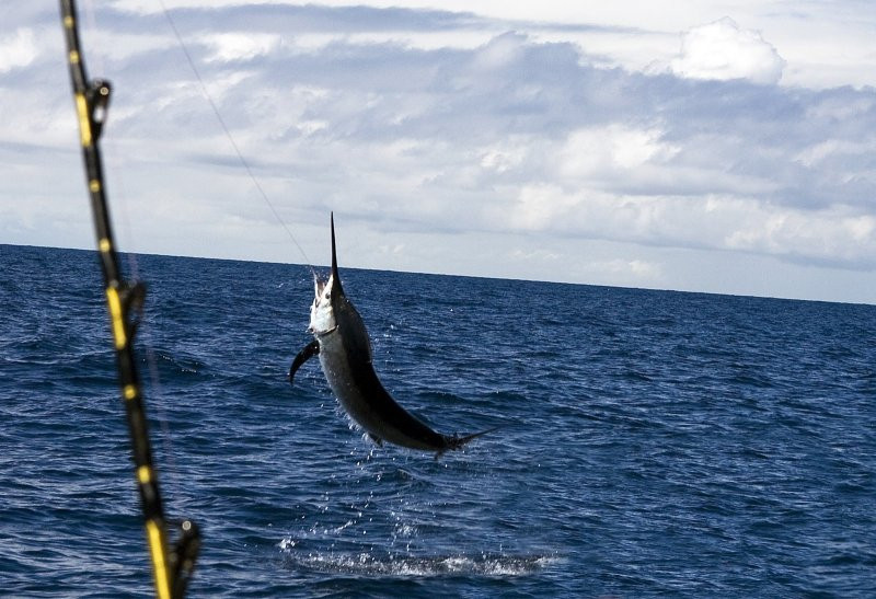 Panama Big Game Fishing Club Day Tours景点图片