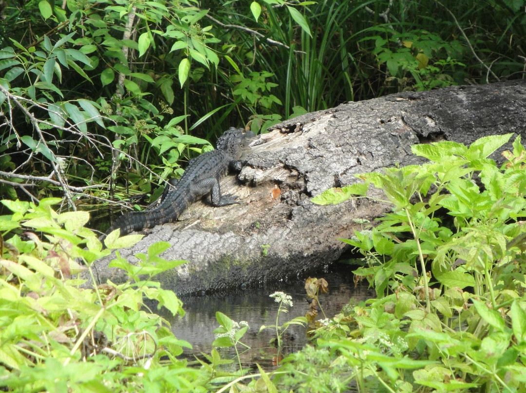 King's Landing-Apopka必去景点