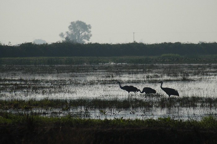 Isenberg Crane Reserve-洛迪必去景点