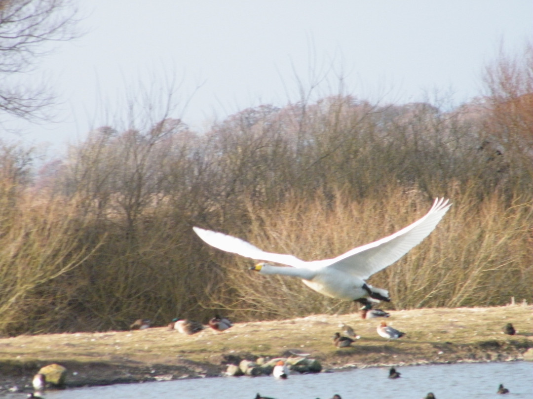 WWT Caerlaverock Wetland Centre景点图片