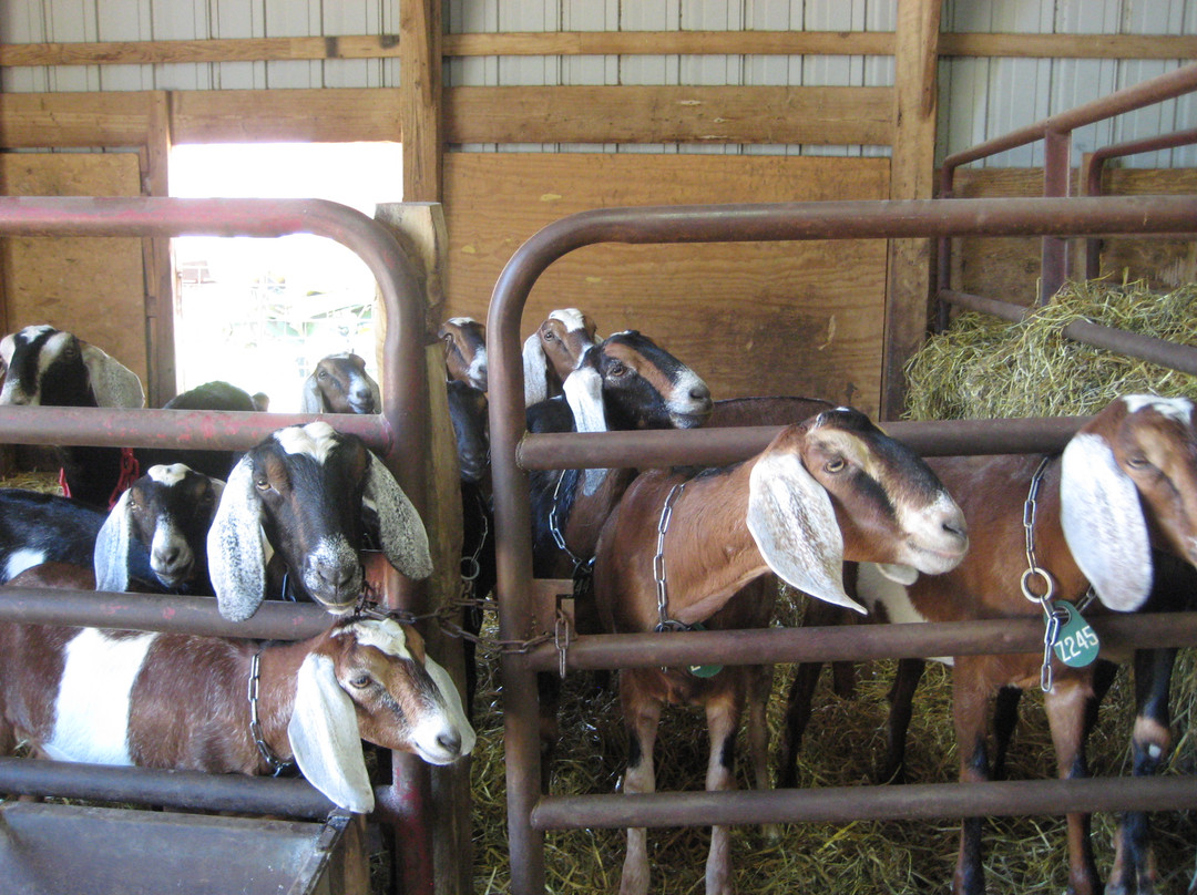 Poplar Goat Farm Tours-Scandia必去景点
