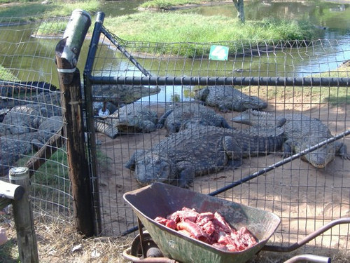 Crocworld Conservation Centre-Scottburgh必去景点