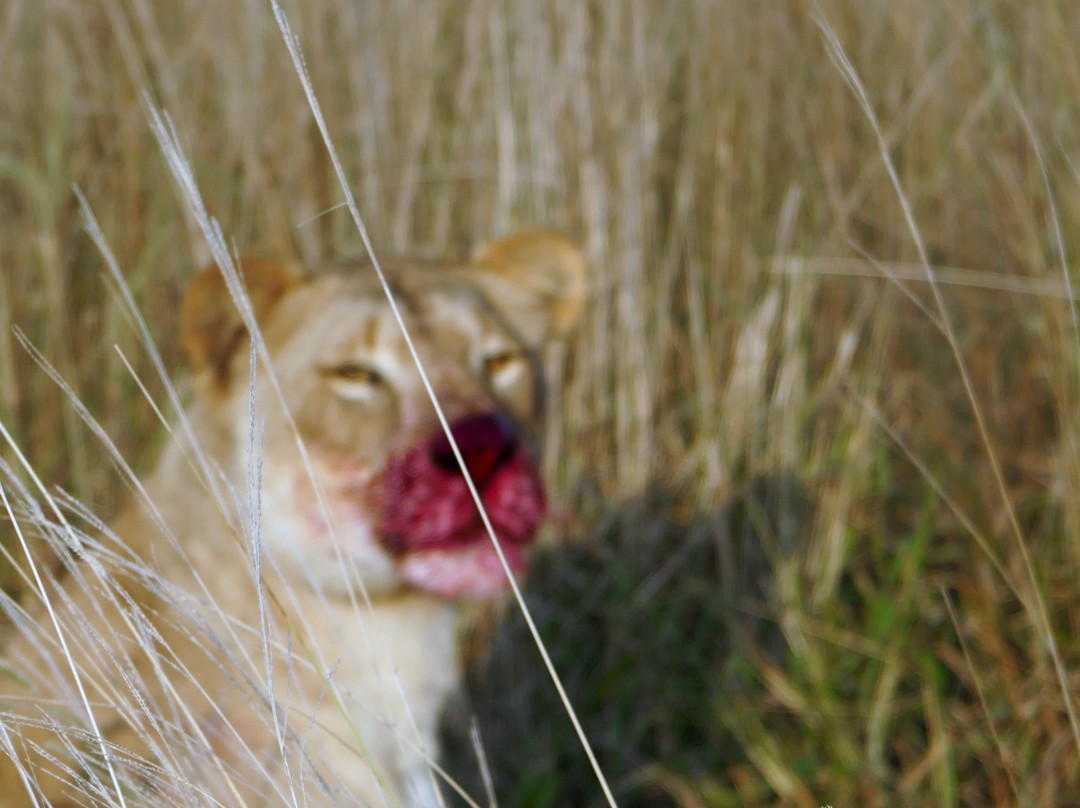 Bayala Private Safari Lodges主图