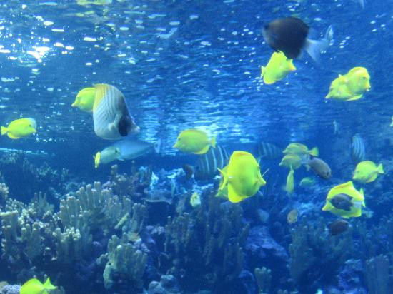 茂宜海洋中心-怀露库必去景点