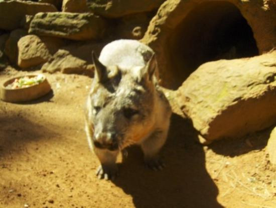 费尔非尔德市农场-悉尼必去景点