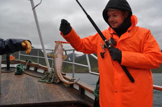 Arctic Sea Tours Whale Watching-Dalvik必去景点
