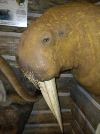 水牛比尔历史中心-科迪必去景点