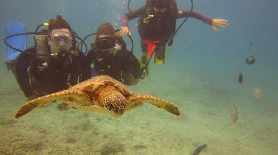 欧湖岛潜水之旅-火奴鲁鲁必去景点