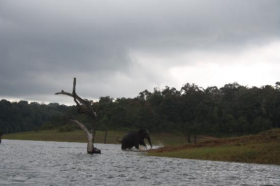 Periyar Tiger Reserve-帖可迪必去景点