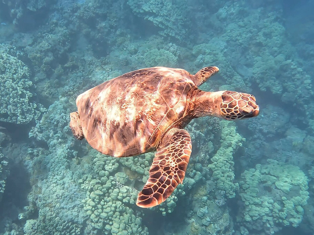 Maui Kayak Adventures-基黑必去景点