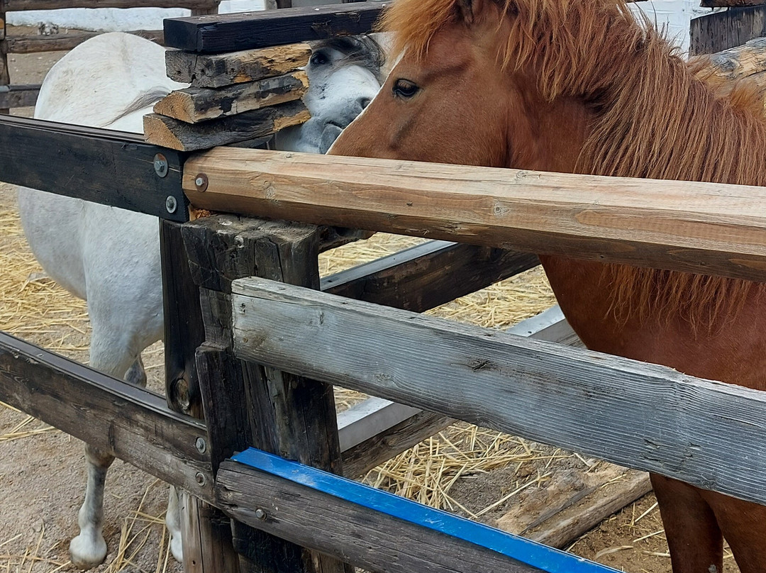 Faethon Miniature Horses Farm景点图片