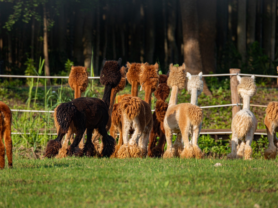 自然卷卷牧野-上海市必去景点