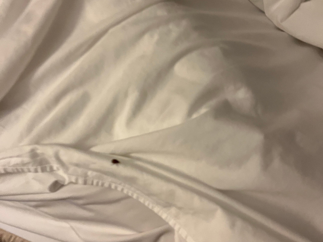 Hôtel de la Rive主图