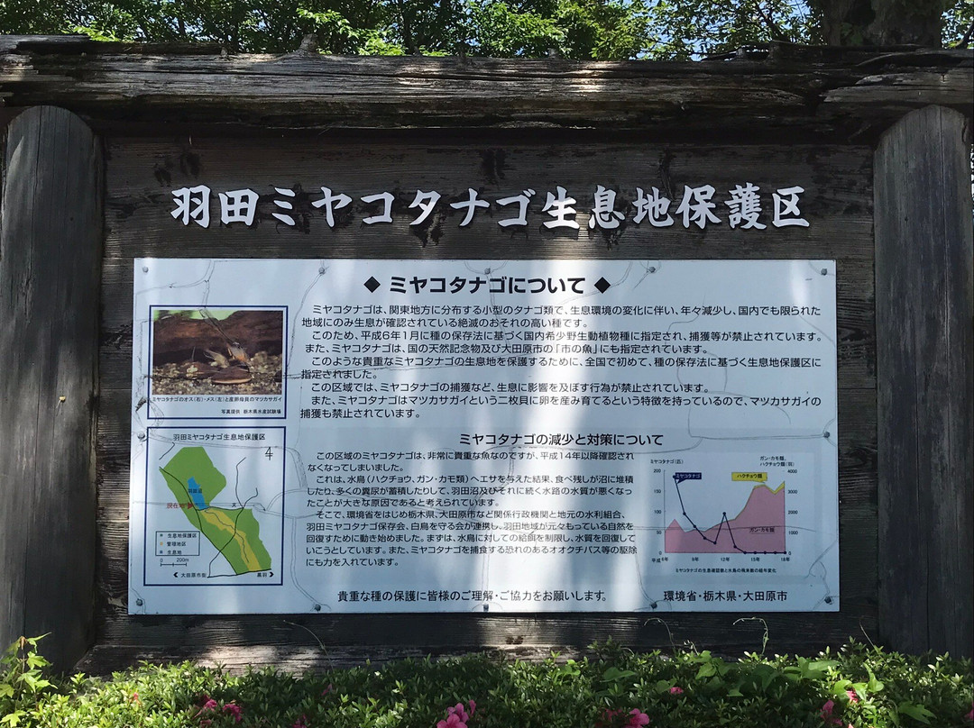 Handa Swamp-太田原市必去景点