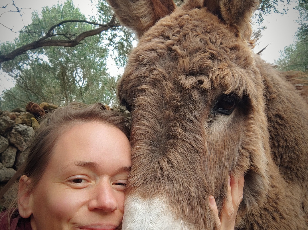 Trebaluger Equine Rescue Centre-Es Castell必去景点
