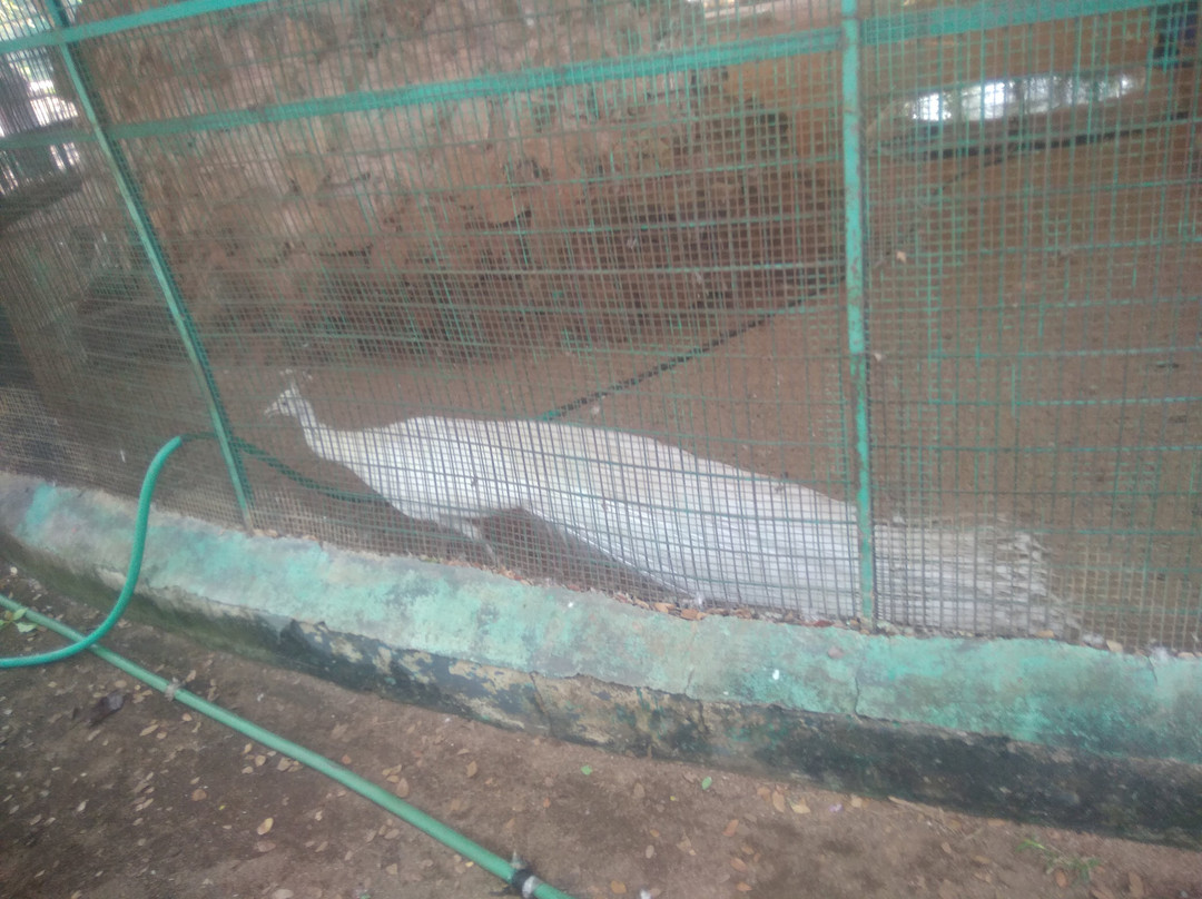 Arignar Anna Zoological Park景点图片