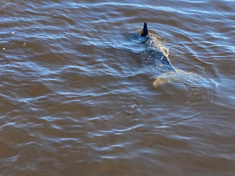 Everglades Florida Adventures-大沼泽地必去景点
