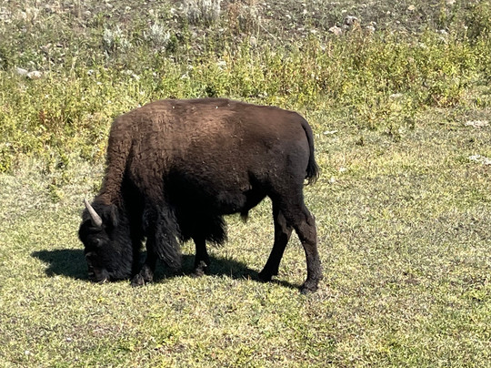 Private Tours of Yellowstone-西黄石镇必去景点