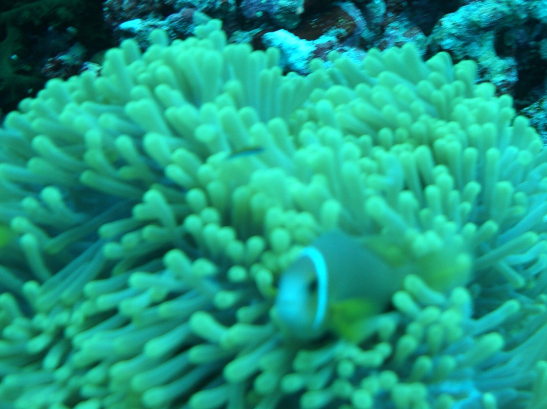DiveOceanus景点图片