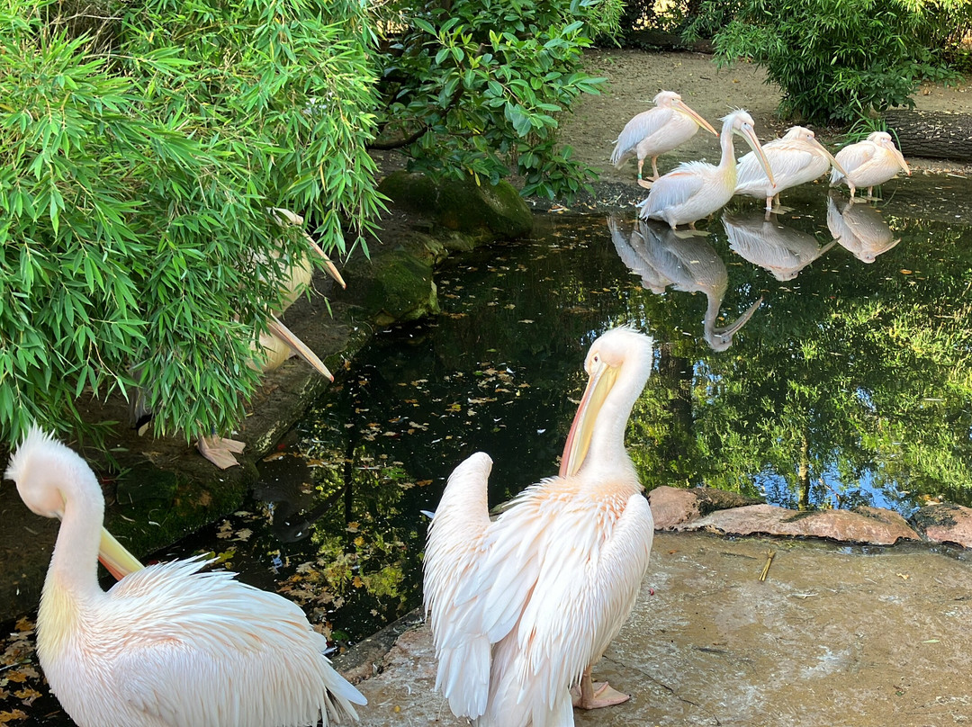 Erlebnis-Zoo Hannover-汉诺威必去景点
