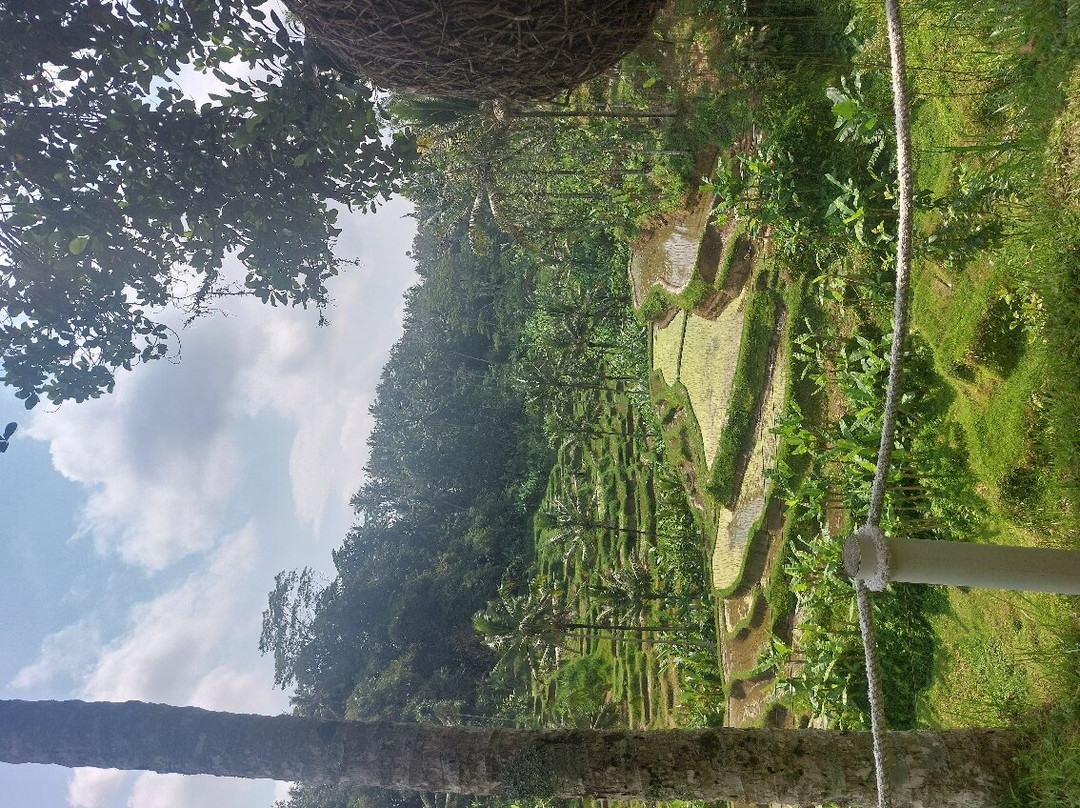 Private Guided Tour with adventure in Ubud Bali-乌布必去景点