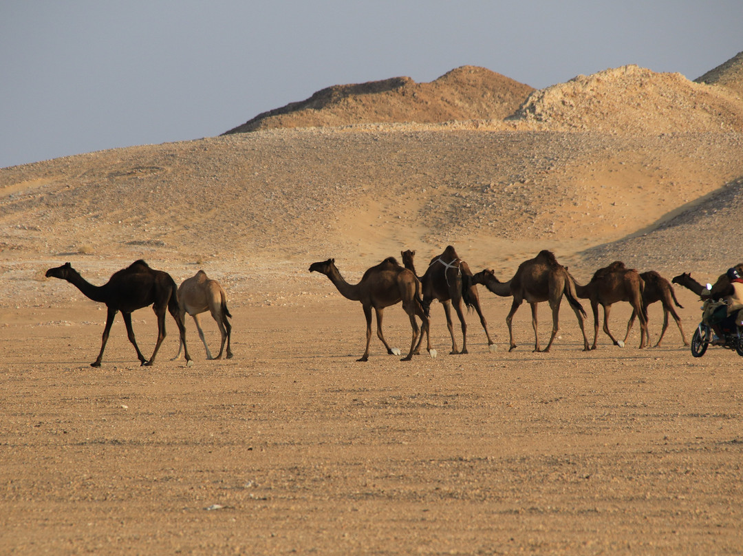 RJ Travel Agency in Yemen景点图片