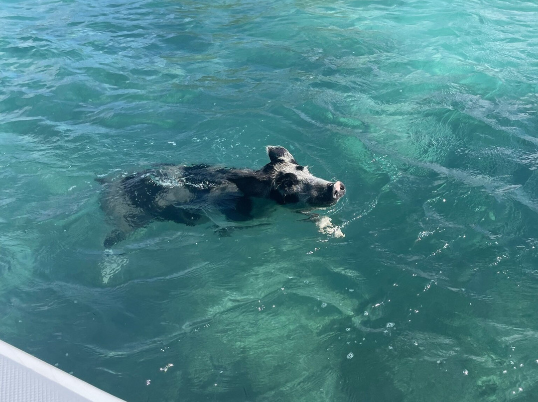 Garvin Turtle-George Town必去景点