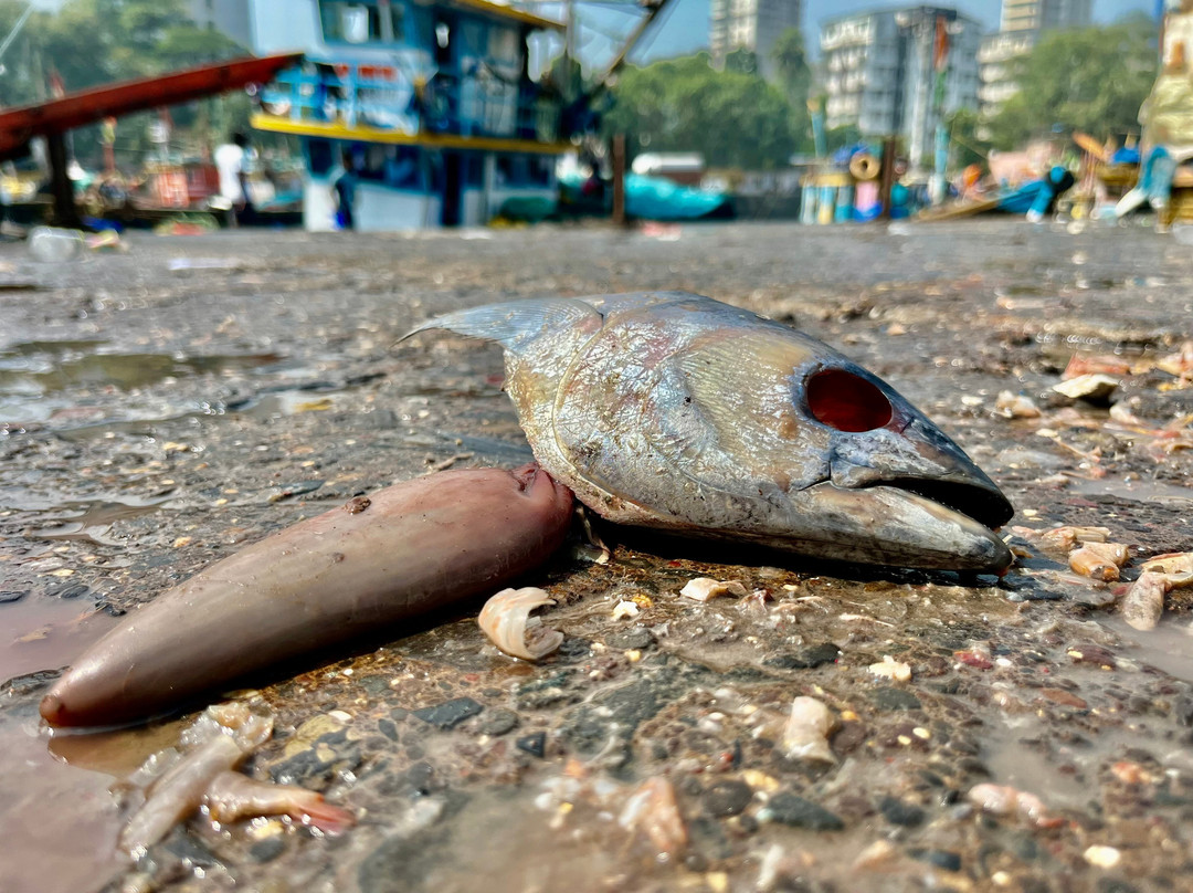 Sassoon Dock-孟买必去景点