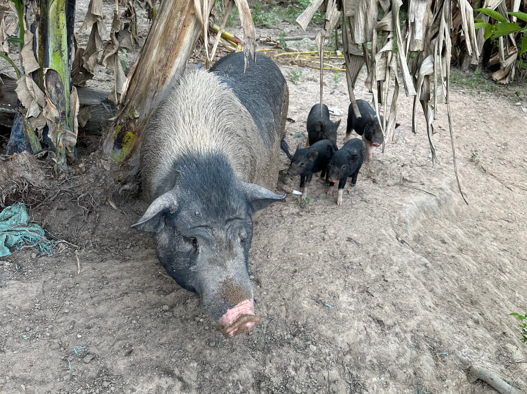 Cu Chi Boutique Farmstay主图