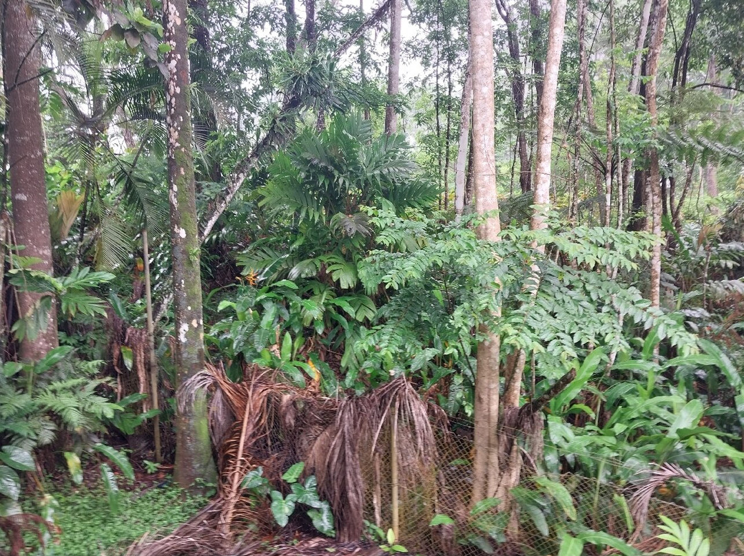 Rainforest Eco Lodge主图