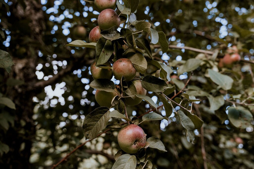 Verger et Cidrerie les Roy de la Pomme-Saint Georges必去景点