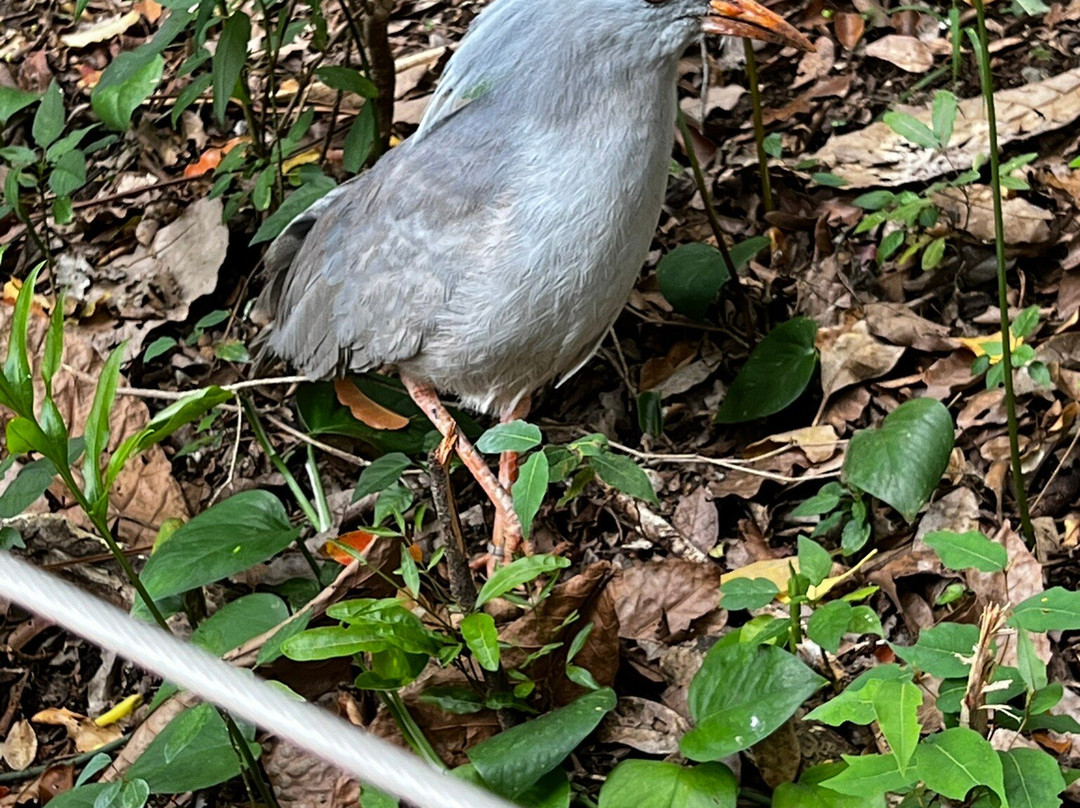 Mobilboard Segway Noumea-努美阿必去景点