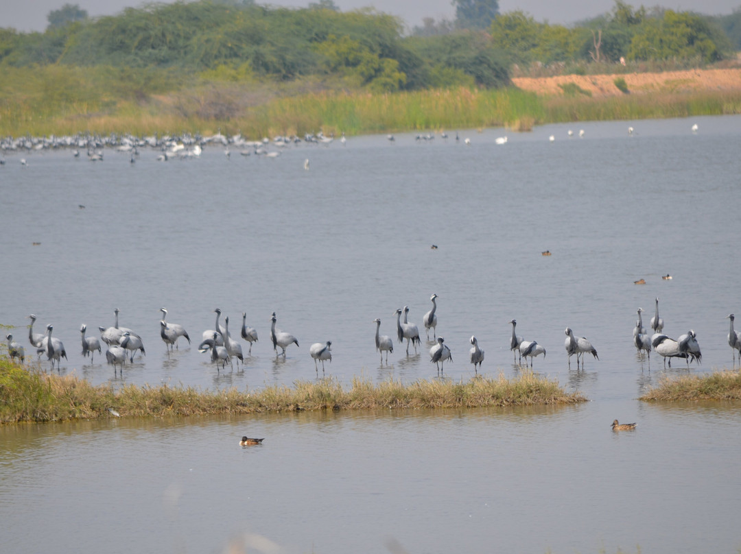Nalsarovar Bird Sanctuary-Nalsarovar必去景点