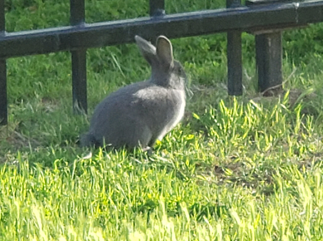 Sahuaro Ranch Park-格兰岱尔必去景点
