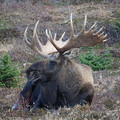 alaskantravelnut