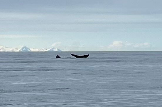 Alaskan Majestic Fishing Charters-Kasilof必去景点