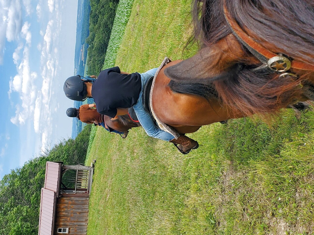 Overland Morgan Horse Farm景点图片