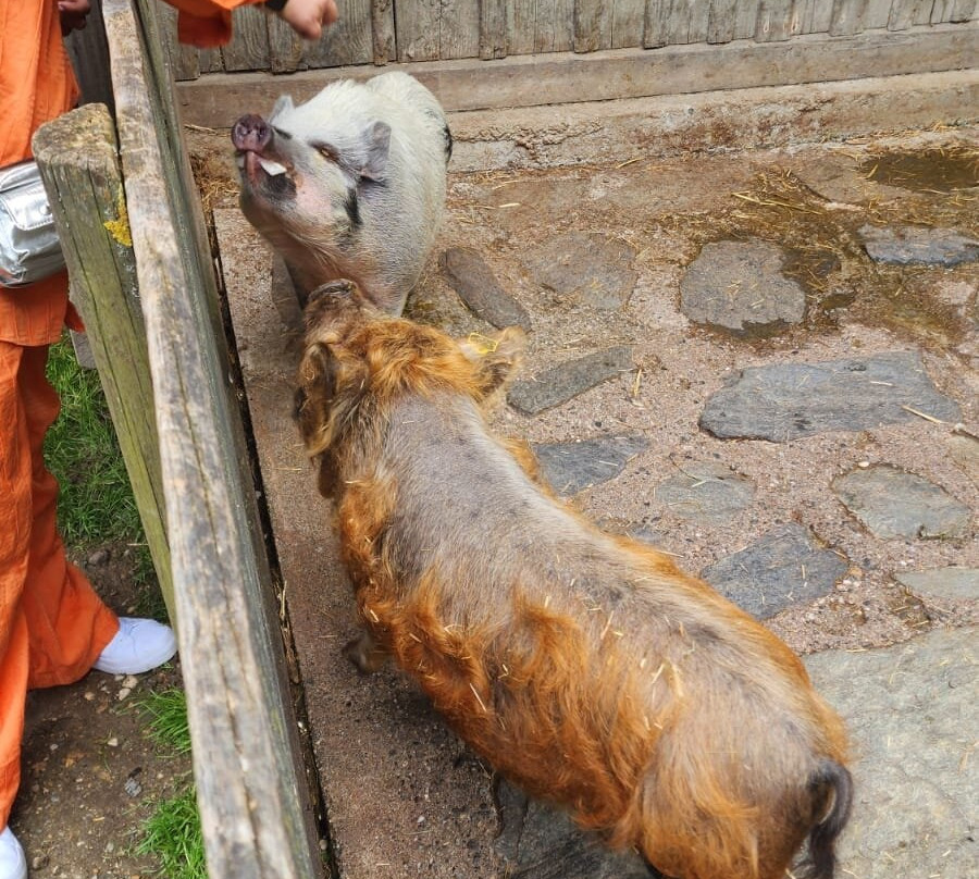 Der wilde Berg-Mautern in Steiermark必去景点