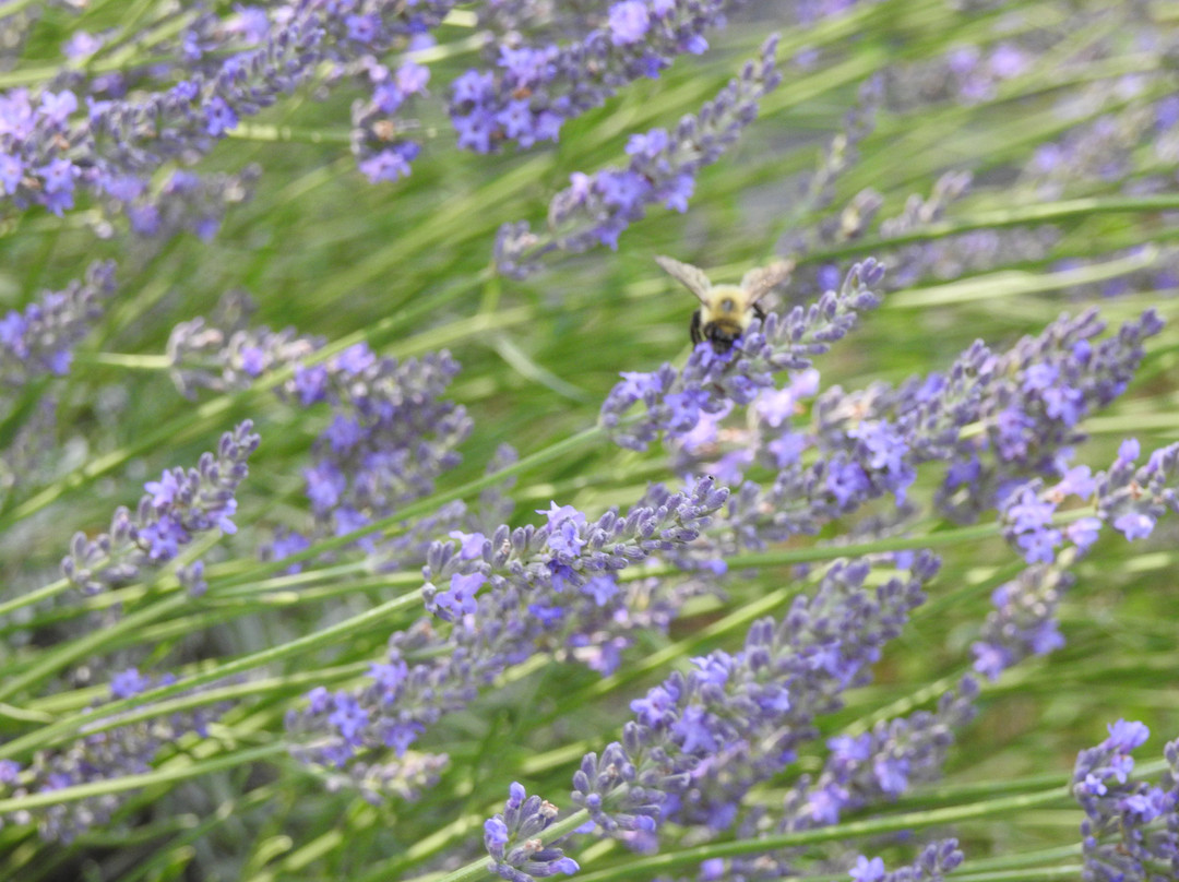 Soleado Lavender Farm景点图片
