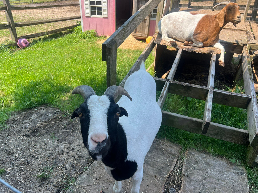 Spirit’s Promise Equine Rescue-Riverhead必去景点